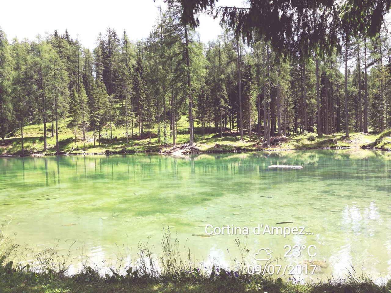 tree, water, lake, reflection, text, no people, tranquility, nature, outdoors, scenics, tranquil scene, day, growth, grass, beauty in nature, sky