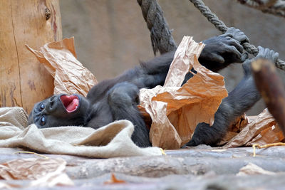 Monkey resting on a rock in zoo