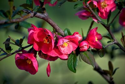 Close-up of pink flowering plant