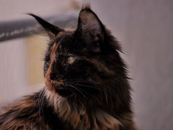 Close-up of a cat looking away