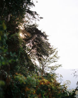 Low angle view of trees against sky