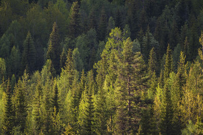 Pine trees in forest during autumn