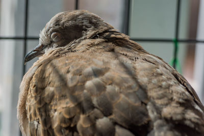 Close-up of a bird