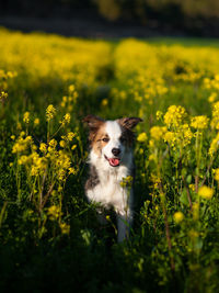 View of dog on field