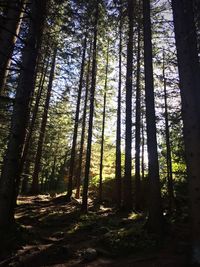 Low angle view of bamboo trees in forest