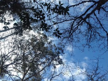 Low angle view of tree against sky
