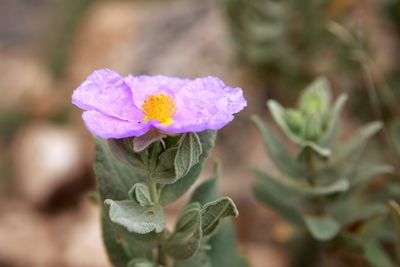 Close-up of purple flowering plant