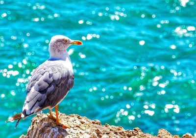 Close-up of bird perching on sea shore