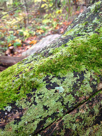 Close-up of moss growing on tree trunk
