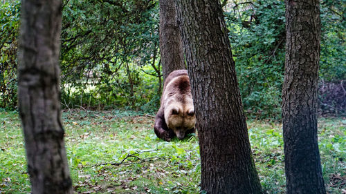 View of an animal on tree trunk in forest