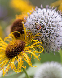 Close-up of bee on flower