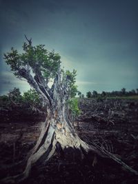 Trees on field against sky