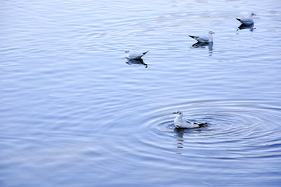 Swans swimming in lake