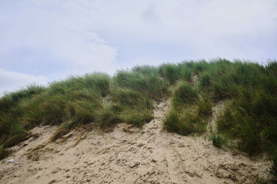 Plants growing on land against sky