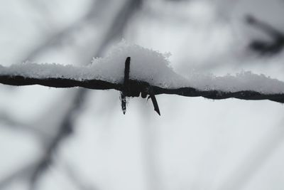 Close-up of water drop on barbed wire during rainy season