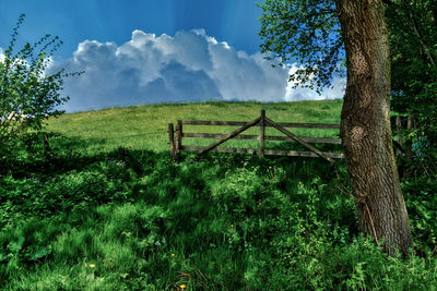 Scenic view of field against sky