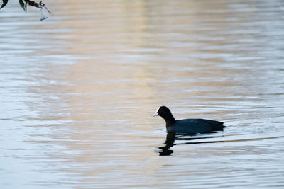 Duck swimming in lake