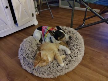 High angle view of cat resting on hardwood floor