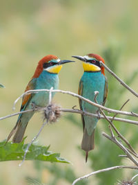 Close-up of birds perching on branch