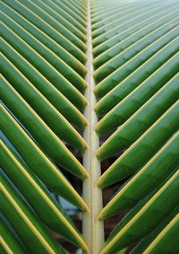 Full frame shot of palm leaf