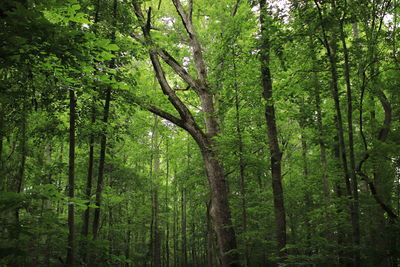 View of trees in forest