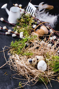 High angle view of quail eggs in nest on wet stone