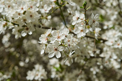 Close-up of cherry blossoms in spring