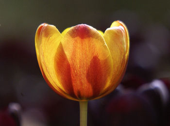 Close-up of orange tulip