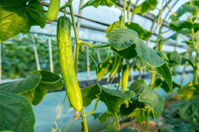 Close-up of fresh cucumbers growing in greenhouse