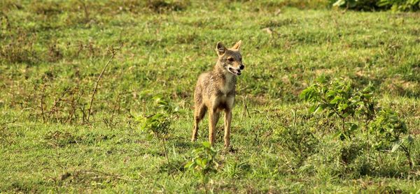 Close-up of fox standing on grass field