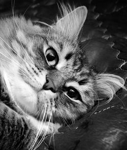 Close-up of cat looking away