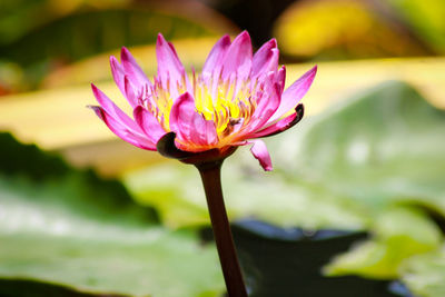 Close-up of pink water lily in pond