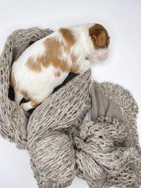 High angle view of a dog over white background