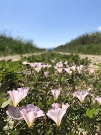 Close-up of pink flowering plants on land against sky