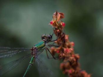 Close-up of insect on plant