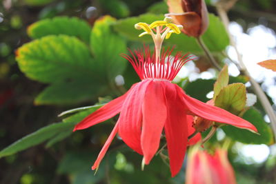 Close-up of red rose flower
