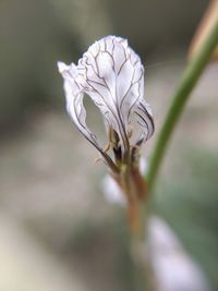 Close-up of white flowering plant