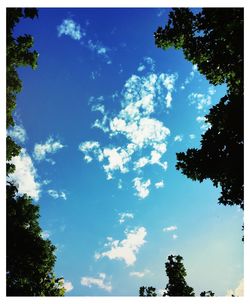 Low angle view of trees against blue sky