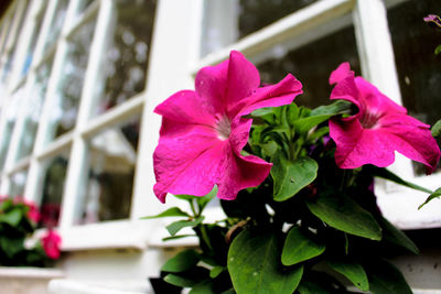 Close-up of pink bougainvillea blooming outdoors