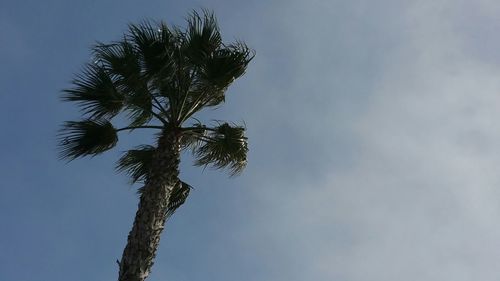 Low angle view of trees against sky