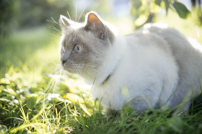 Close-up of cat sitting on grass