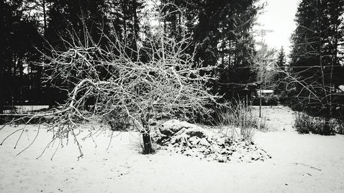 Bare trees in the dark