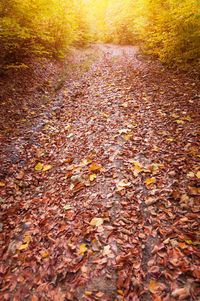Surface level of dry leaves on field during autumn