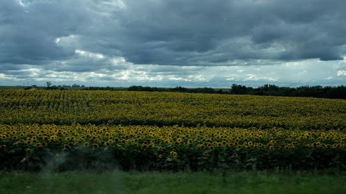 Scenic view of field against sky