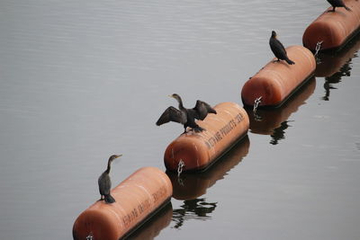 High angle view of cormorants on buoys in sea