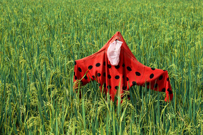 Close-up of red crops on field