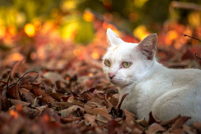 Close-up of a cat lying on ground during autumn