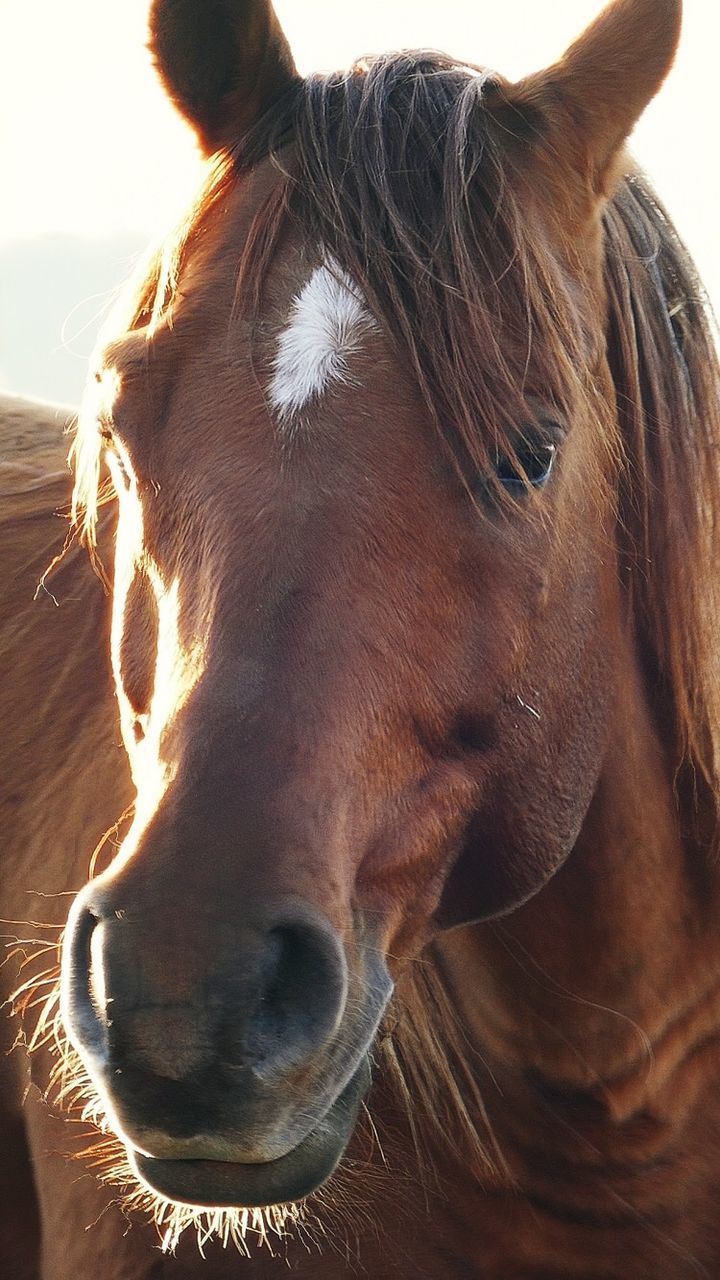 CLOSE-UP OF HORSE