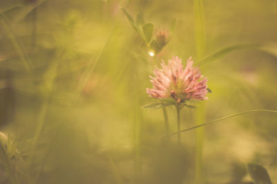 Close-up of pink flowers