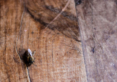 Close-up of fly on wood